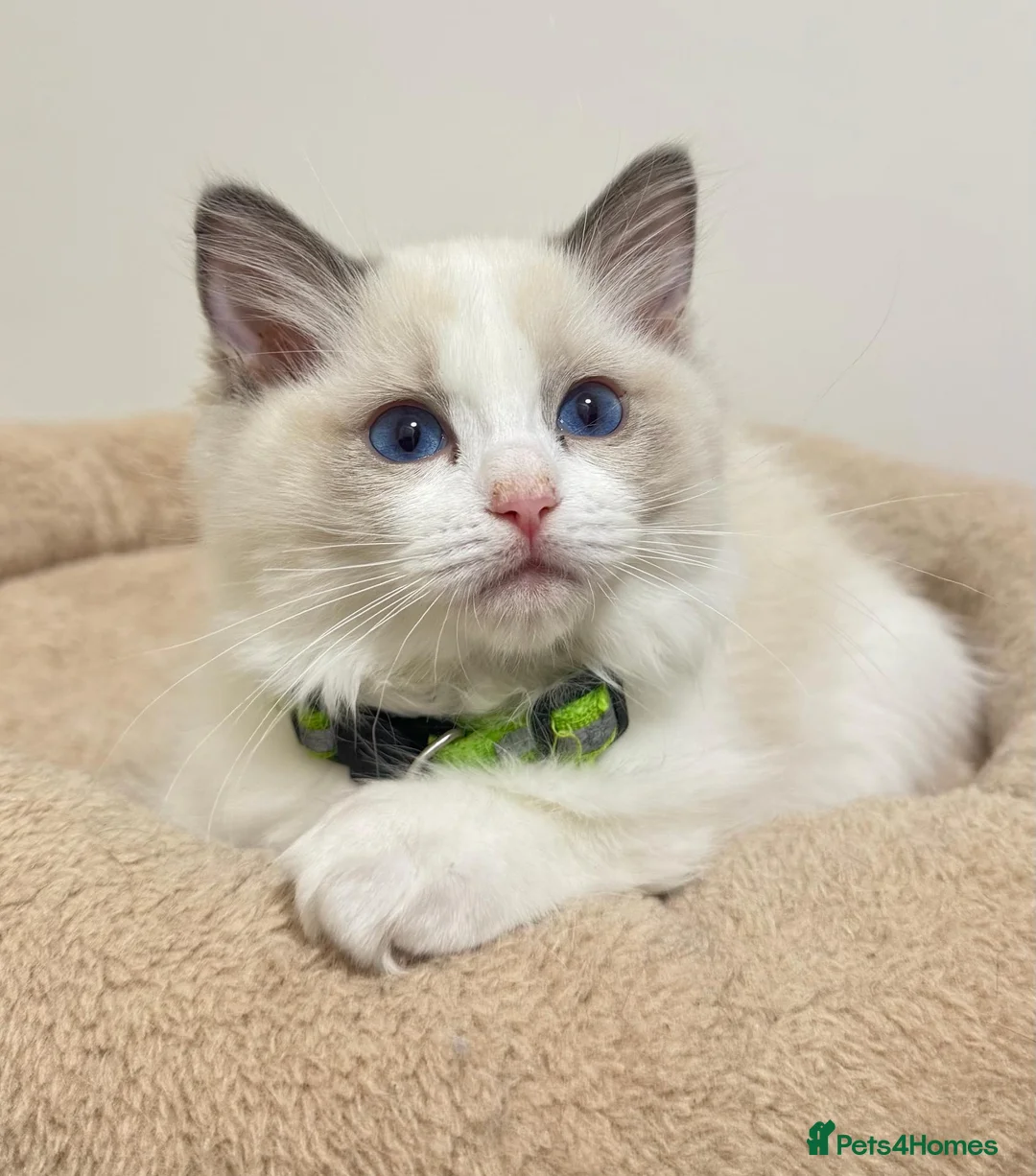Ragdoll cats for sale: TICA Reg Ragdoll Kittens from Show-Winning Lines - Advert 1