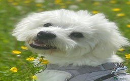 Mixed Breed dogs for sale: Toby  - Image 1