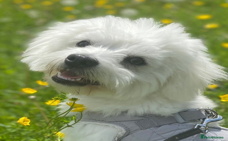 Mixed Breed dogs - Advert 1