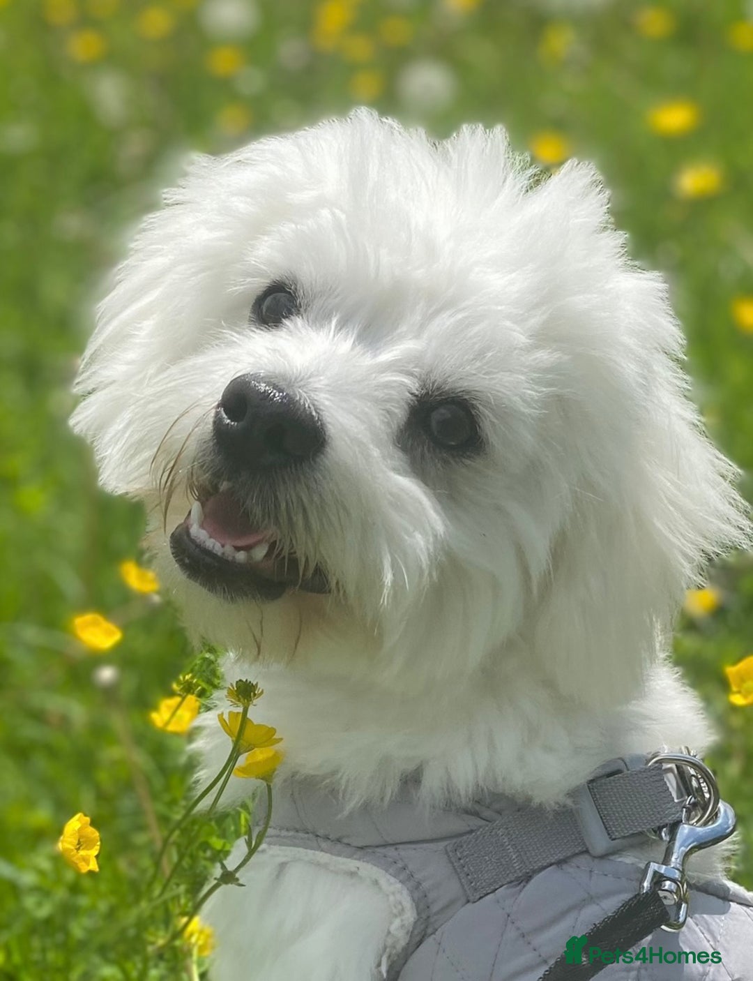 Mixed Breed dogs for sale: Toby  - Image 1