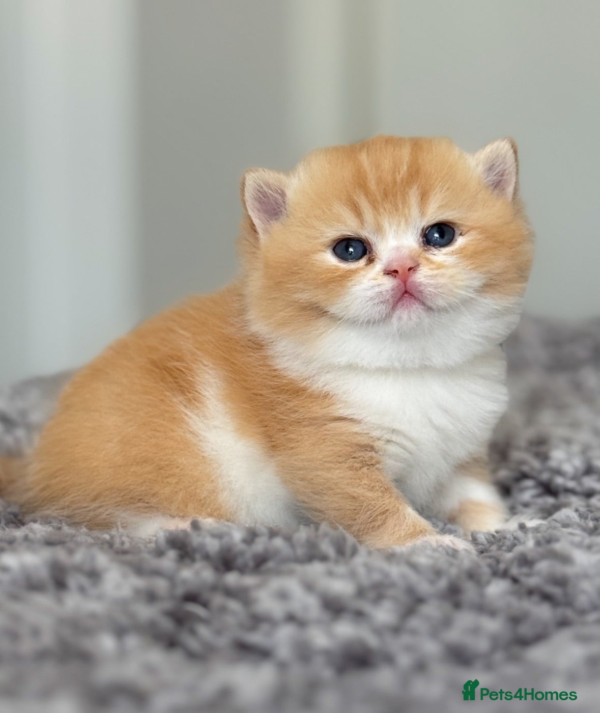 British Shorthair cats Stunning red bi colour gen ticked TICA reg (Sep ) - Advert 1