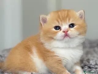 British Shorthair cats Stunning red bi colour gen ticked TICA reg (Sep ) - Advert 13