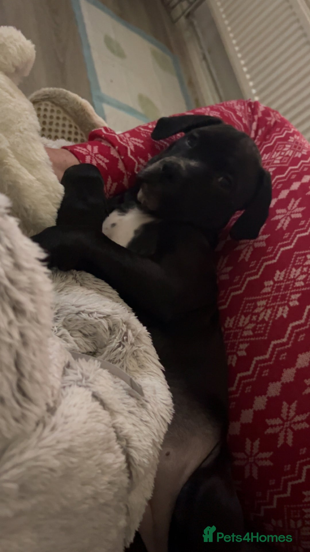 Mixed Breed dogs for sale: Dalmatian/Labrador cross staffy  - Advert 3