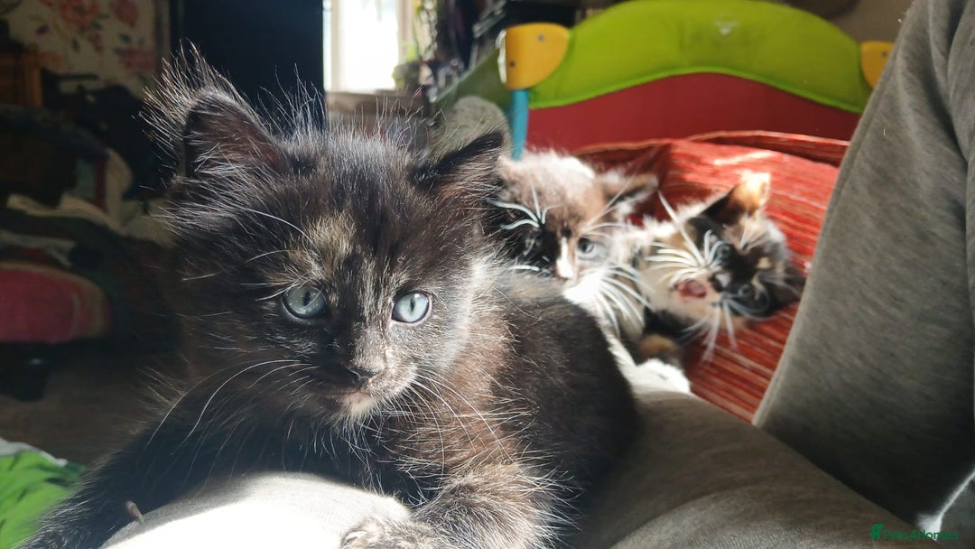 Mixed Breed cats for sale: Lovely little kittens - Image 9