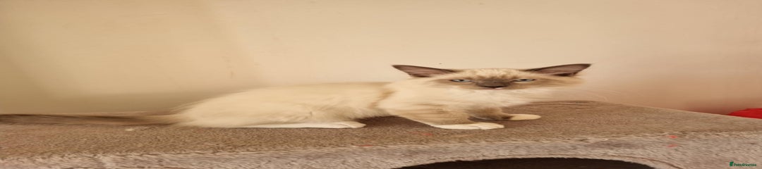 Ragdoll Kitten 2
