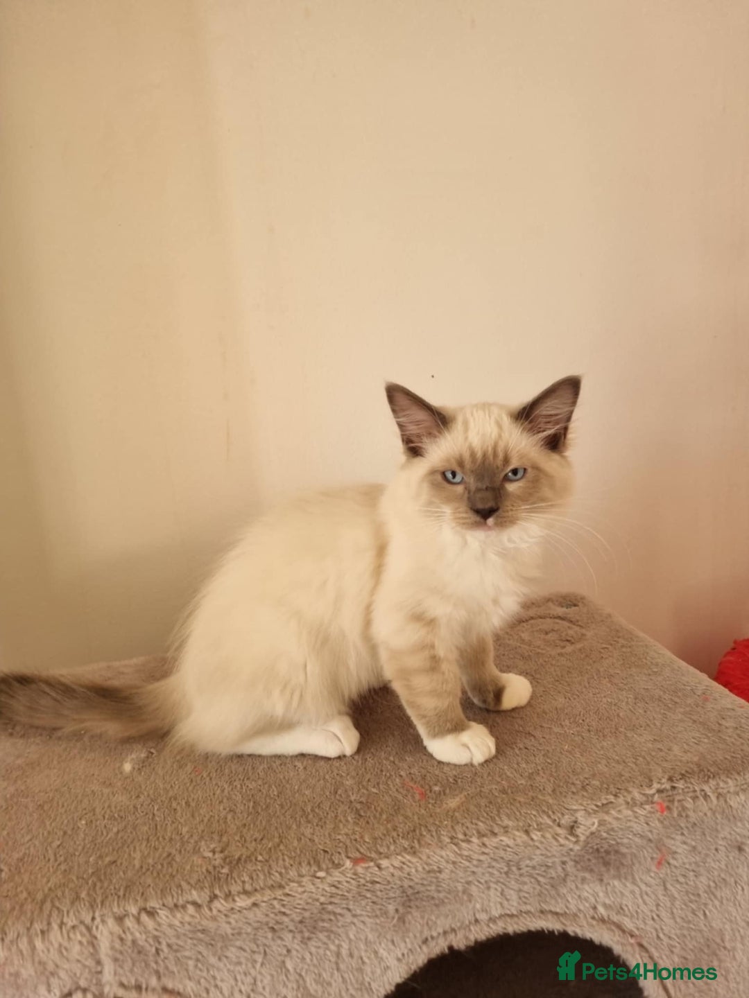 Ragdoll cats for sale: Bicolour ragdoll kittens  - Image 2