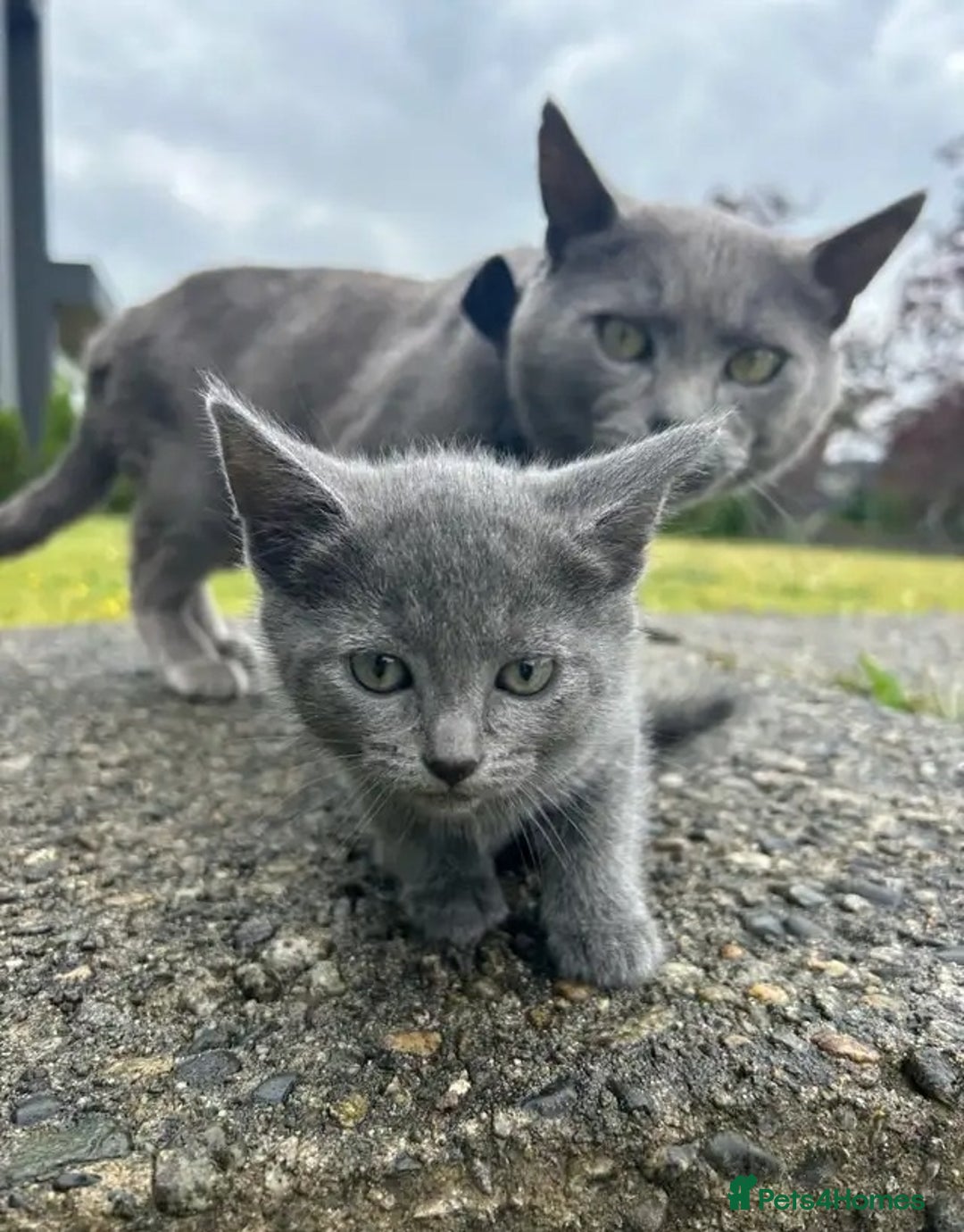 Russian Blue cats for sale: Precious healthy Russian Blues for great stay - Advert 4