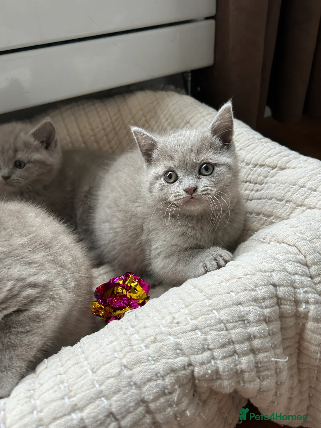 British Shorthair cats for sale: Gorgeous BSH pedigree kittens  - Advert 2