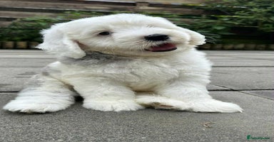 Sheepadoodle dogs - Advert 7