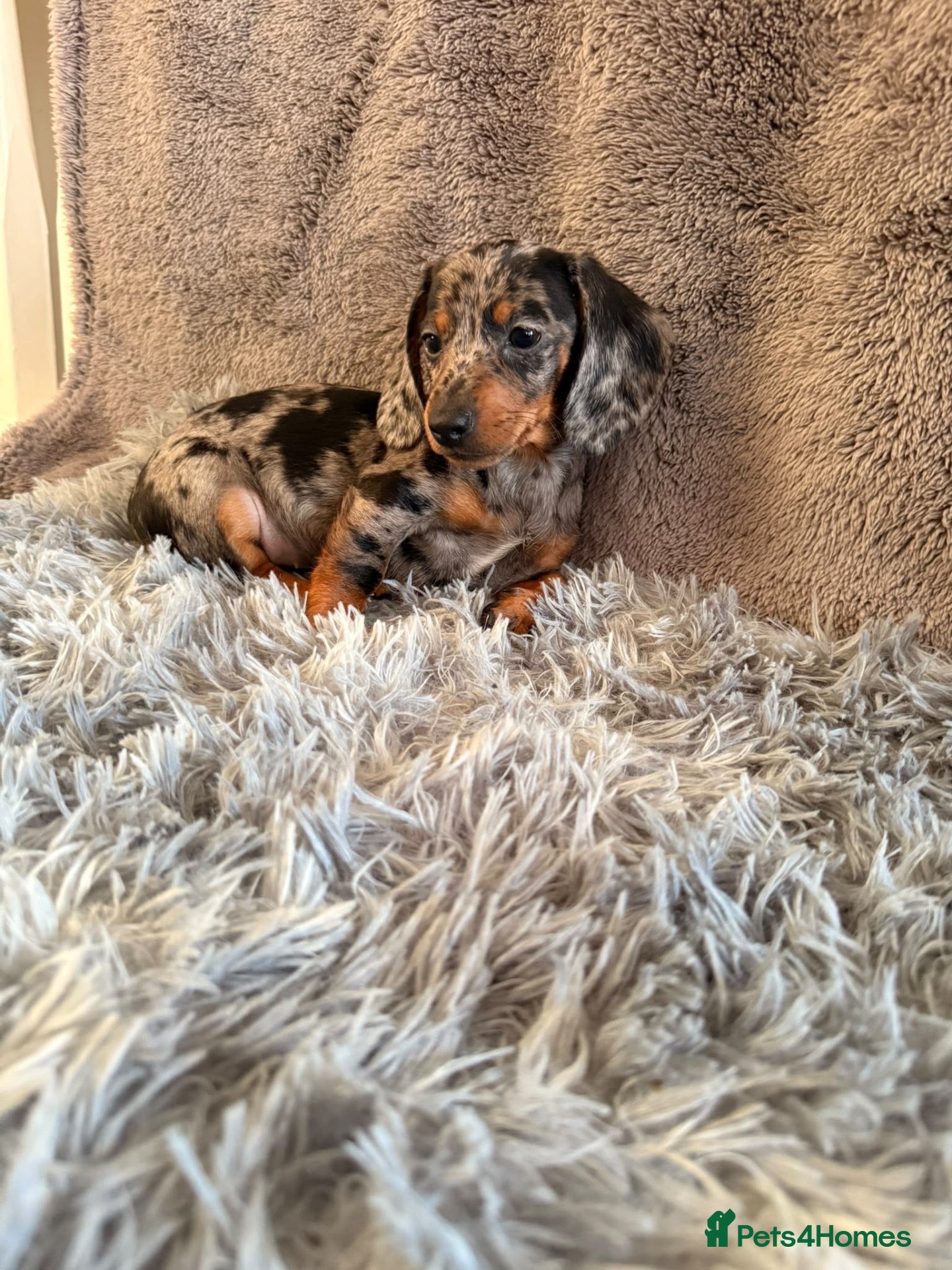 Dachshund dogs Ready to go  - Advert 18