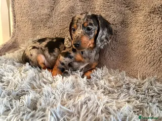 Dachshund dogs Ready to go - Advert 18