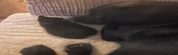 Mixed Breed cats for sale: 4 Adorable playful black kittens. Litter trained  - Advert 18