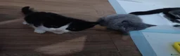 Mixed Breed cats for sale: 2 female kittens  - Advert 3