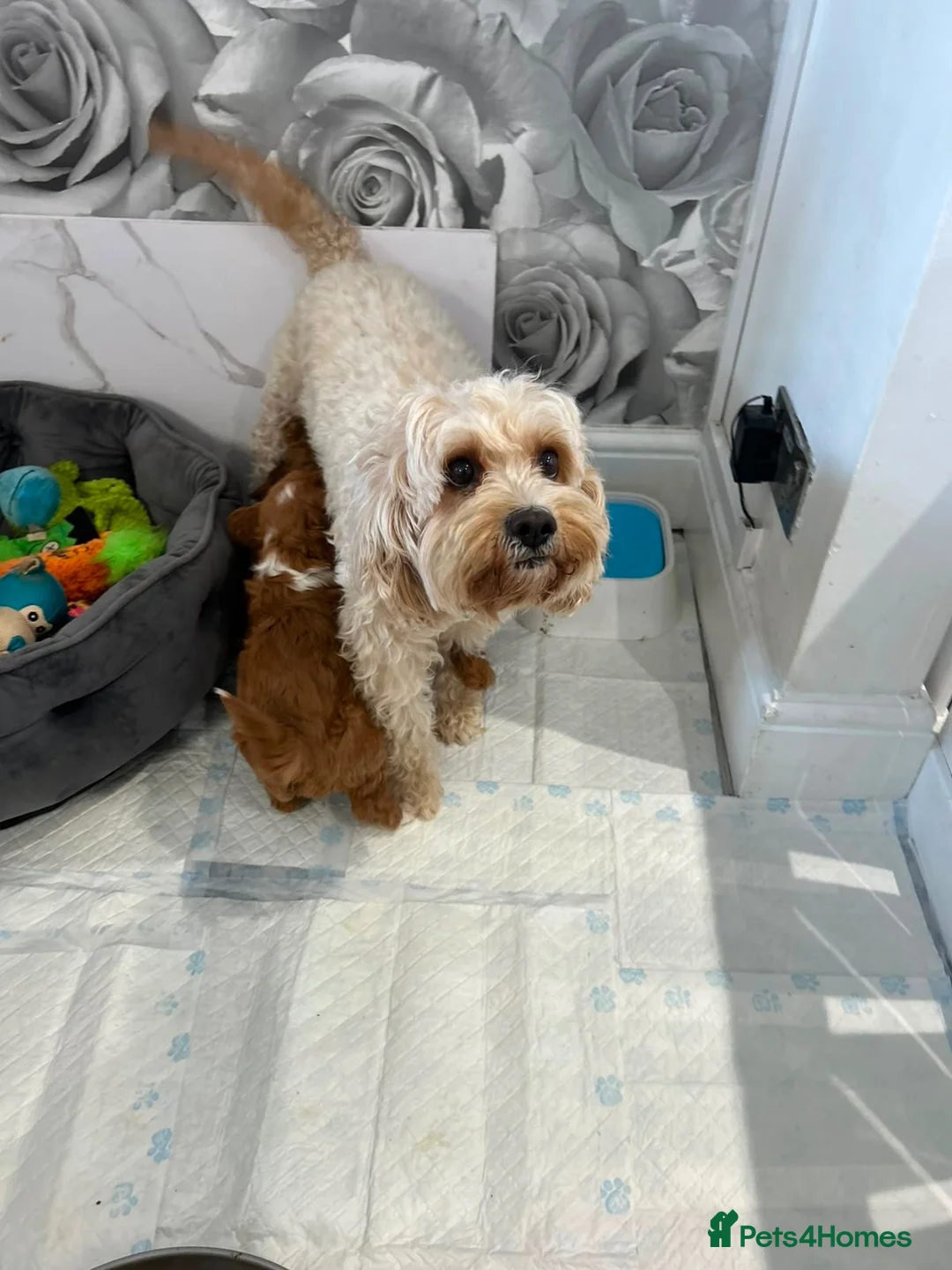 Cavapoo dogs for sale: F1b Cavapoo puppies - Advert 2