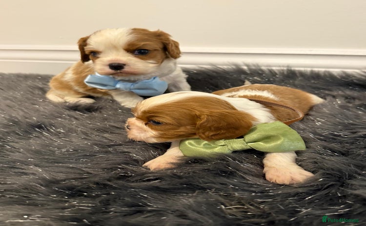 Cavalier King Charles Spaniel dogs KC Cavalier King Charles Spaniel 🧬 Tested Parents - Advert 3