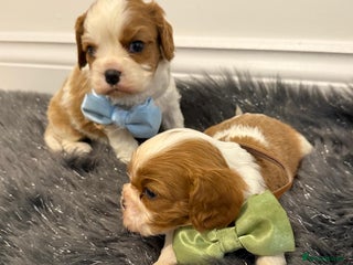 Cavalier King Charles Spaniel dogs KC Cavalier King Charles Spaniel 🧬 Tested Parents - Advert 1