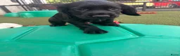Cocker Spaniel dogs for sale: Beautiful black working cockers - Advert 8