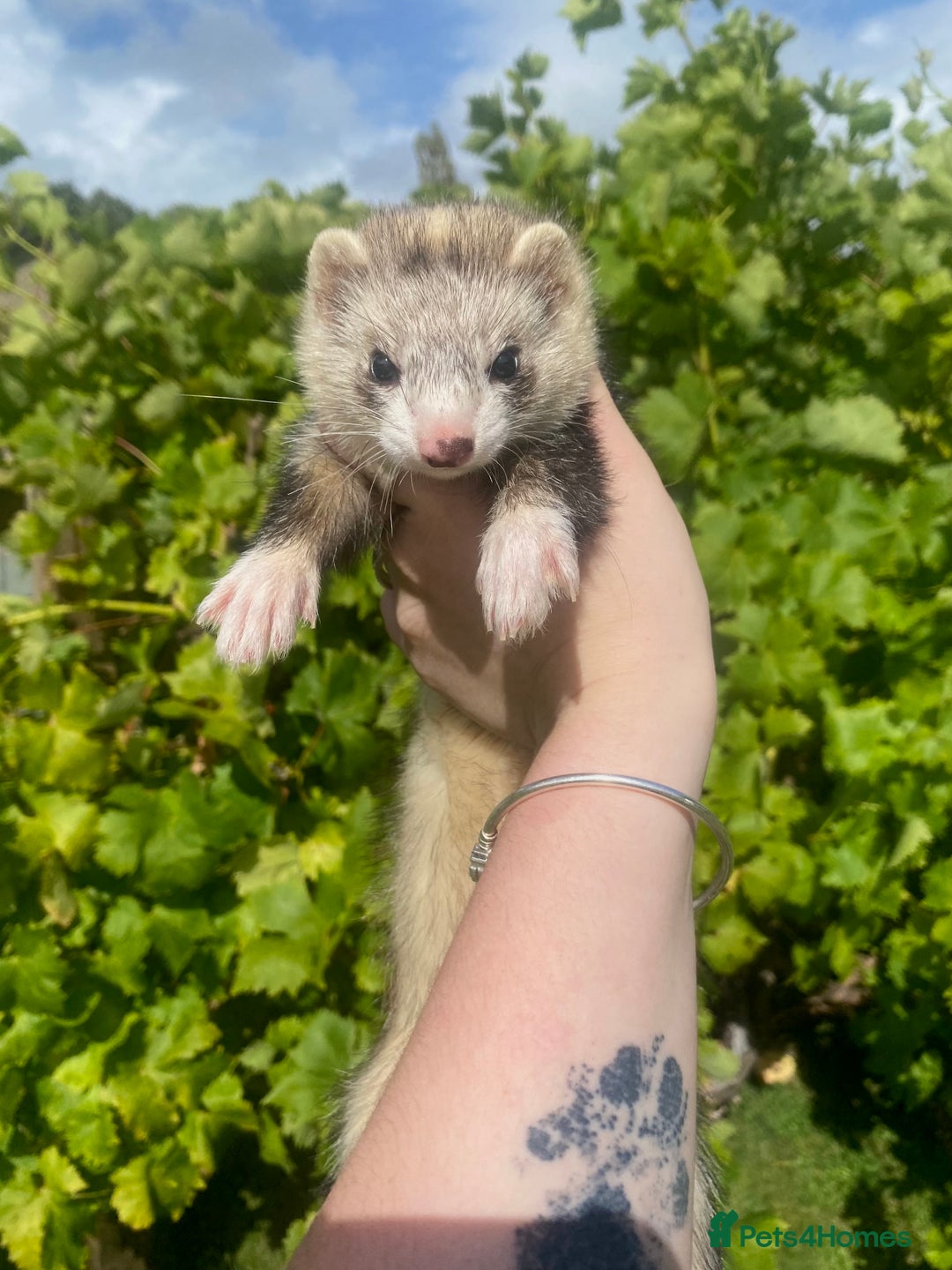 Ferret rodents for sale: Ferret for sale  - Image 1