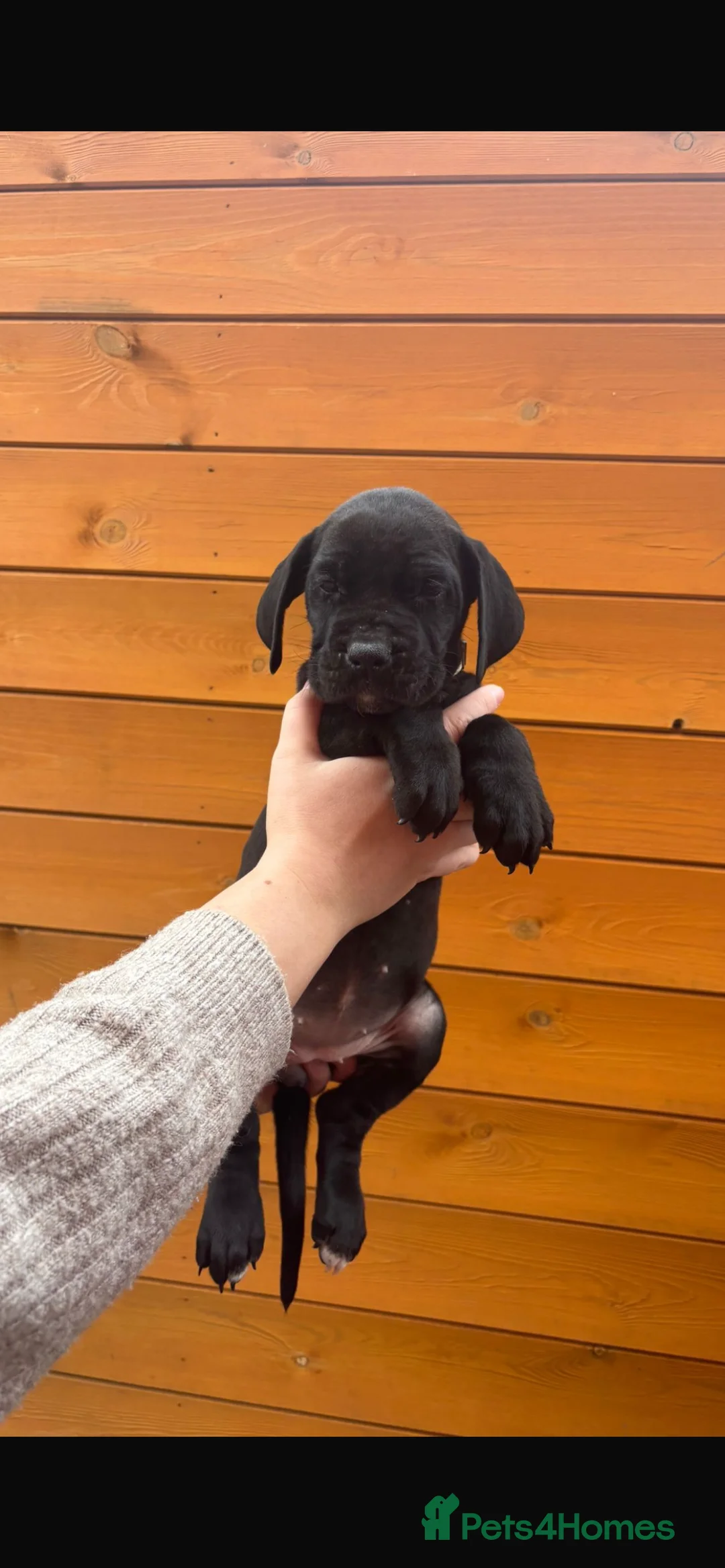 Presa Canario dogs for sale: Presa Canario puppies REDUCED  - Advert 18