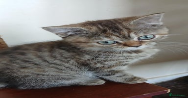British Shorthair cats in Coventry - Advert 4