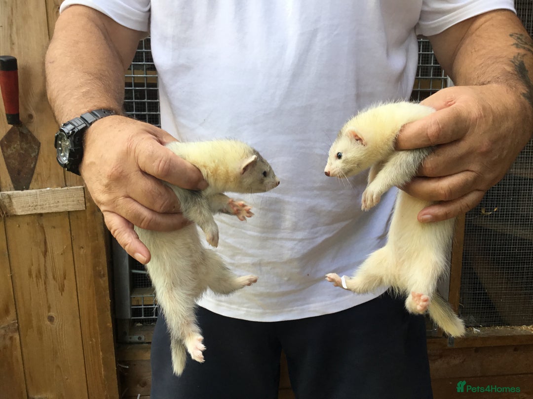Ferret rodents for sale: Ferrets For Sale  - Image 11