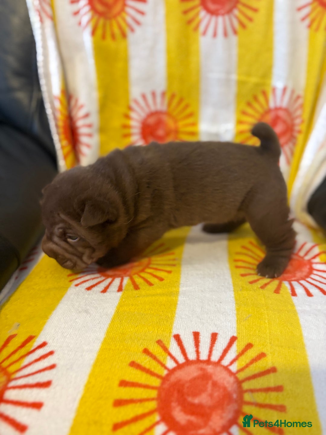 Shar Pei dogs for sale: Stunning Shar Pei Pups - Image 21