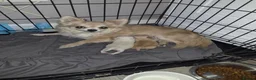 Chihuahua dogs for sale: Beautiful pure white long hair chihuahua girl in Brierley Hill - Advert 9