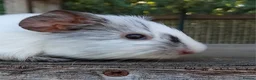 Guinea Pig rodents for sale: Spots Galore!!! Baby Chocolate Dalmation boys. - Advert 3