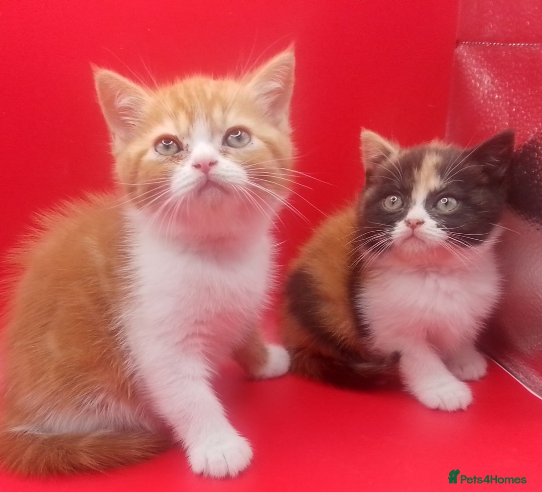 British Shorthair cats for sale: Beautiful  British Shorthair  - Advert 6