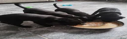 Borador dogs for sale: 2 10 week old Collie Labradour cross girls - Advert 22
