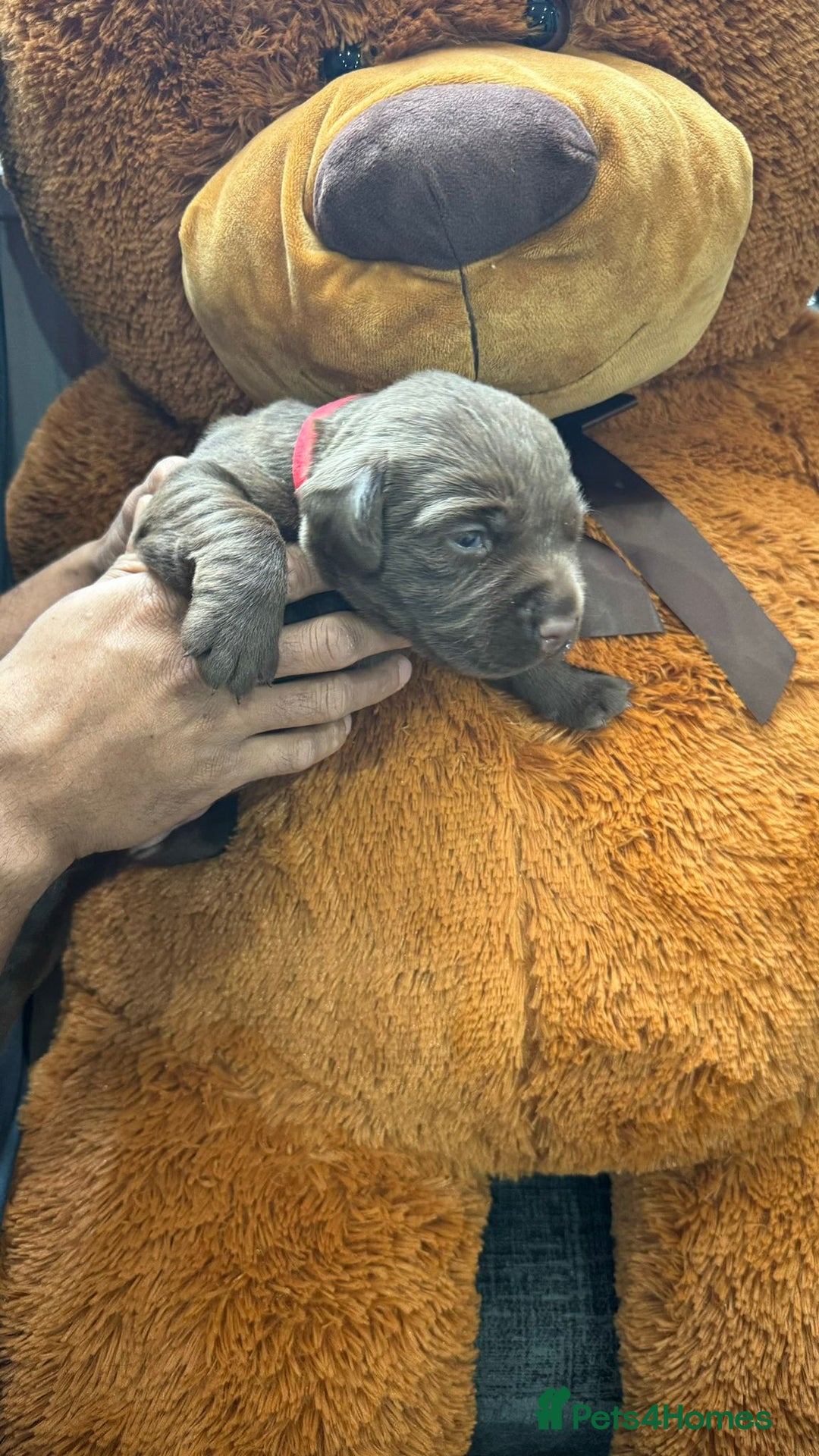 Labrador Retriever dogs for sale: beautyfull pedigree labrador - Image 8