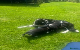 Border Collie dogs for sale: BORDER COLLIE PUPS 1 BOY LEF - Image 16