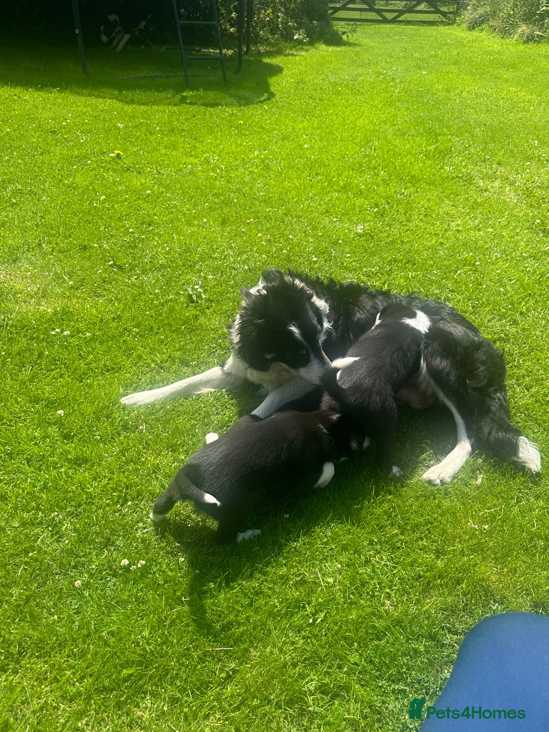 Border Collie dogs for sale: BORDER COLLIE PUPS 1 BOY LEF - Image 16