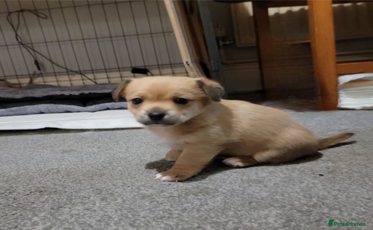 Mixed Breed dogs Chihuahua jack Russell boy puppy - Advert 5