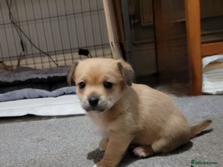 Mixed Breed dogs Chihuahua jack Russell boy puppy - Advert 1