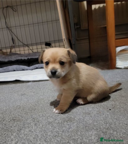 Mixed Breed dogs Chihuahua jack Russell boy puppy - Advert 2