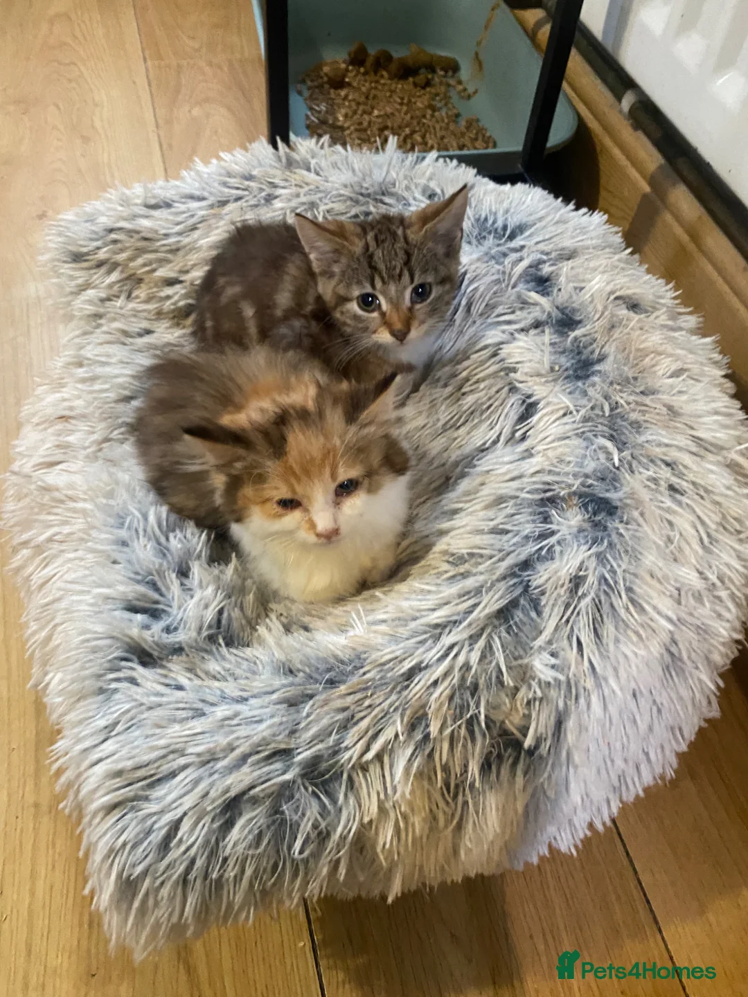 Mixed Breed cats for sale: Kittens  - Advert 2