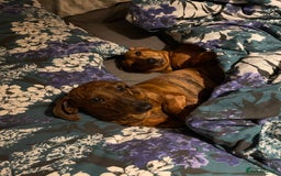 Miniature Dachshund dogs for sale: Rosie and sandy - miniature dachshund  - Image 4