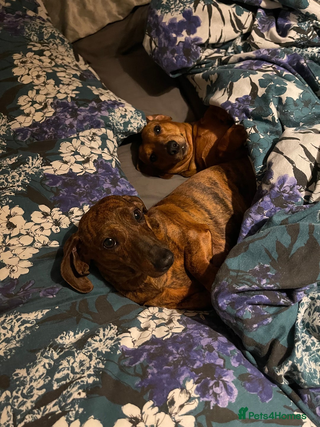 Miniature Dachshund dogs for sale: Rosie and sandy - miniature dachshund  - Image 4