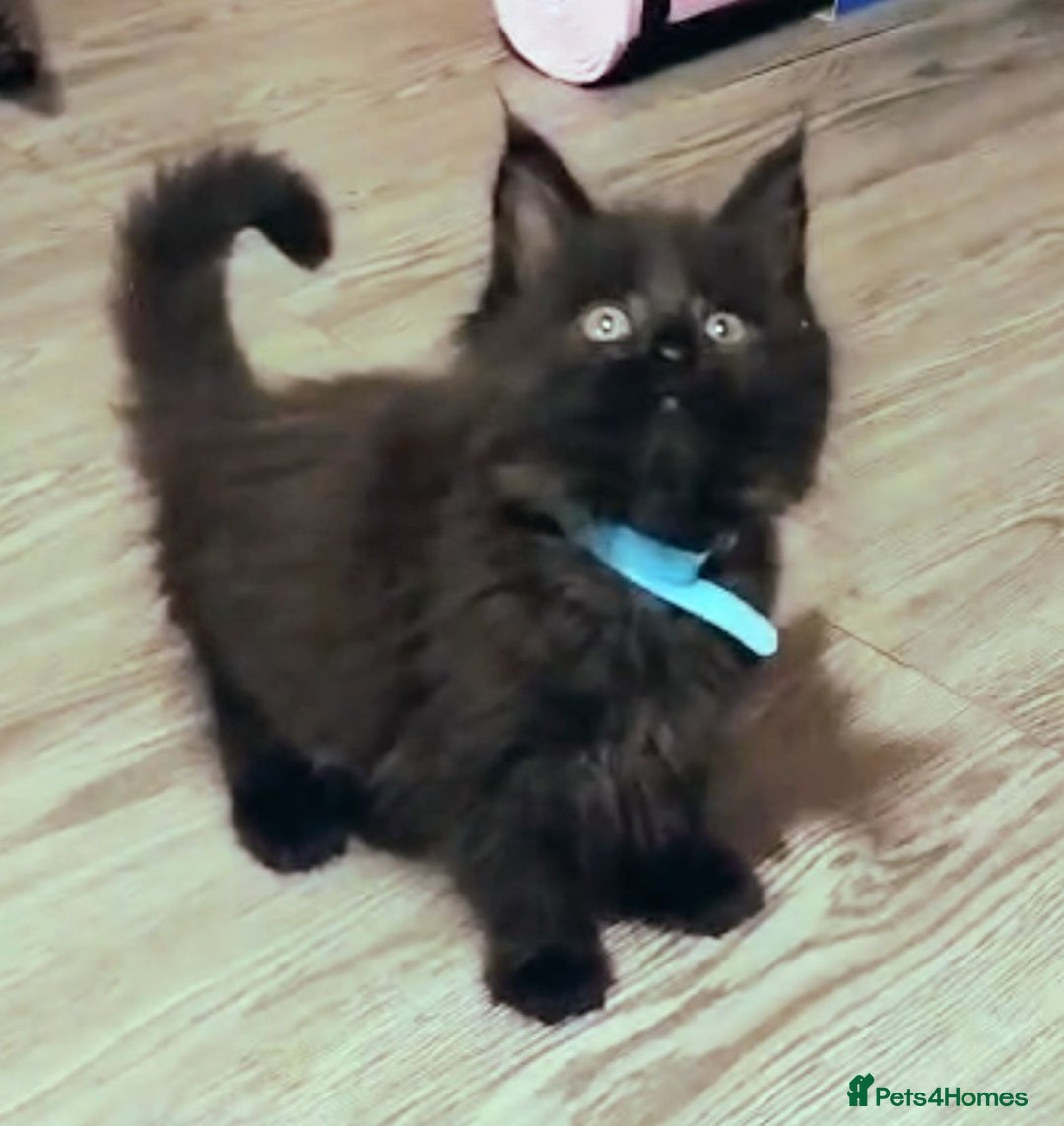 Maine Coon cats for sale: Adorable Maine Coon kittens in Manchester  - Advert 9