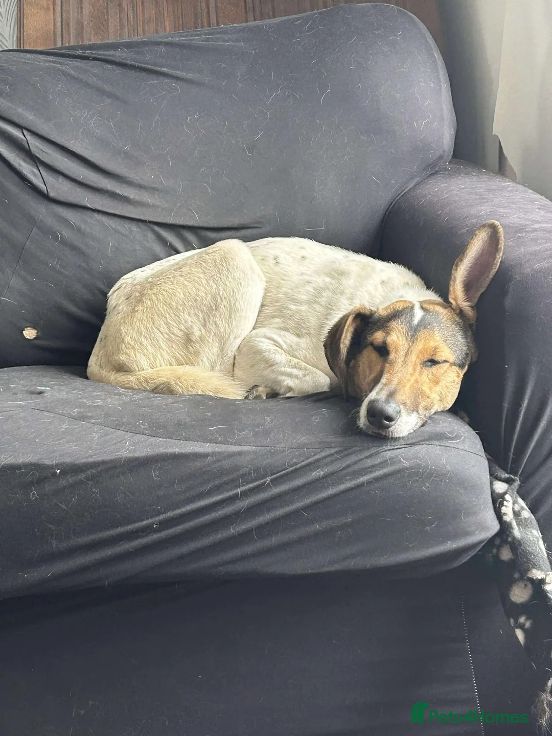 Mixed Breed dogs for adoption: Nora is looking for a loving forever home in Withernsea - Advert 10