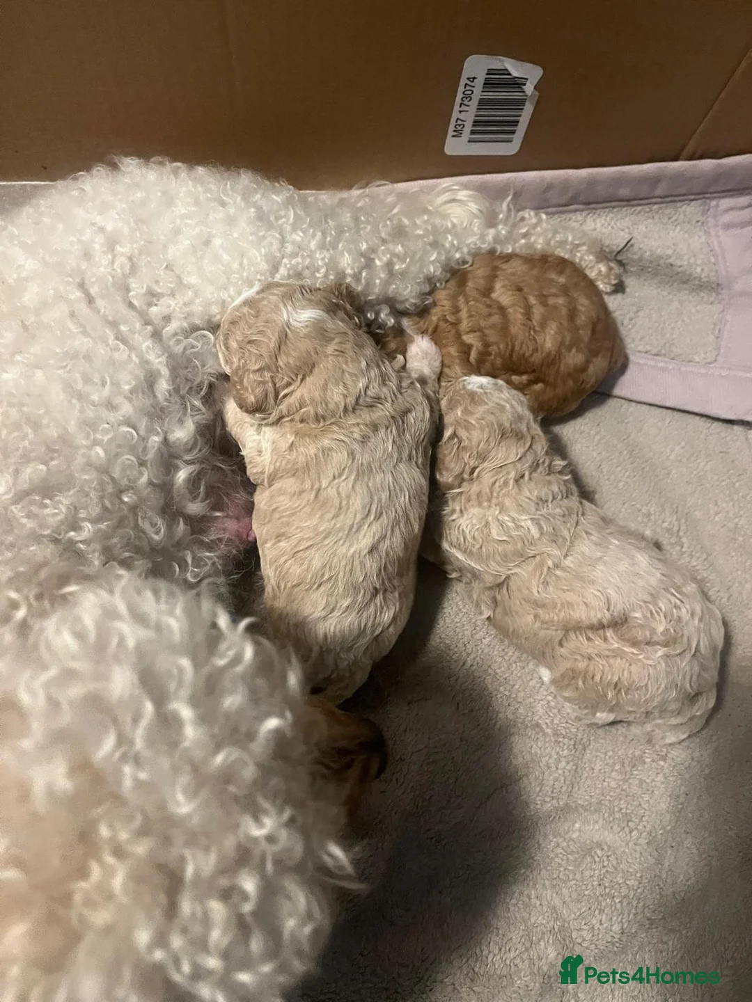 Toy Poodle dogs for stud: Quinn Red & white Toy Poodle for Stud ONLY. in Northampton - Advert 14