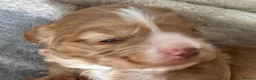 Cockapoo dogs for sale: 4 F1B cockapoo puppies  in Bacup - Advert 7