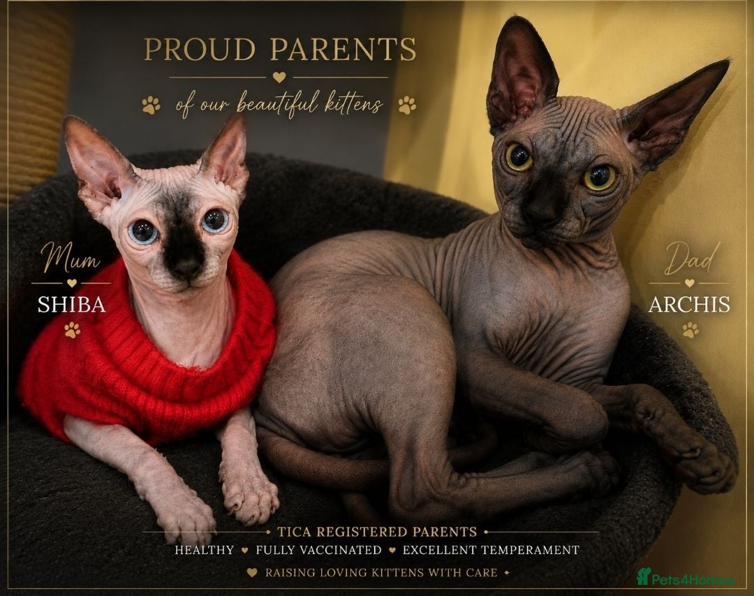 Sphynx cats 3 Stunning TICA Registered Sphynx Boys - Advert 1