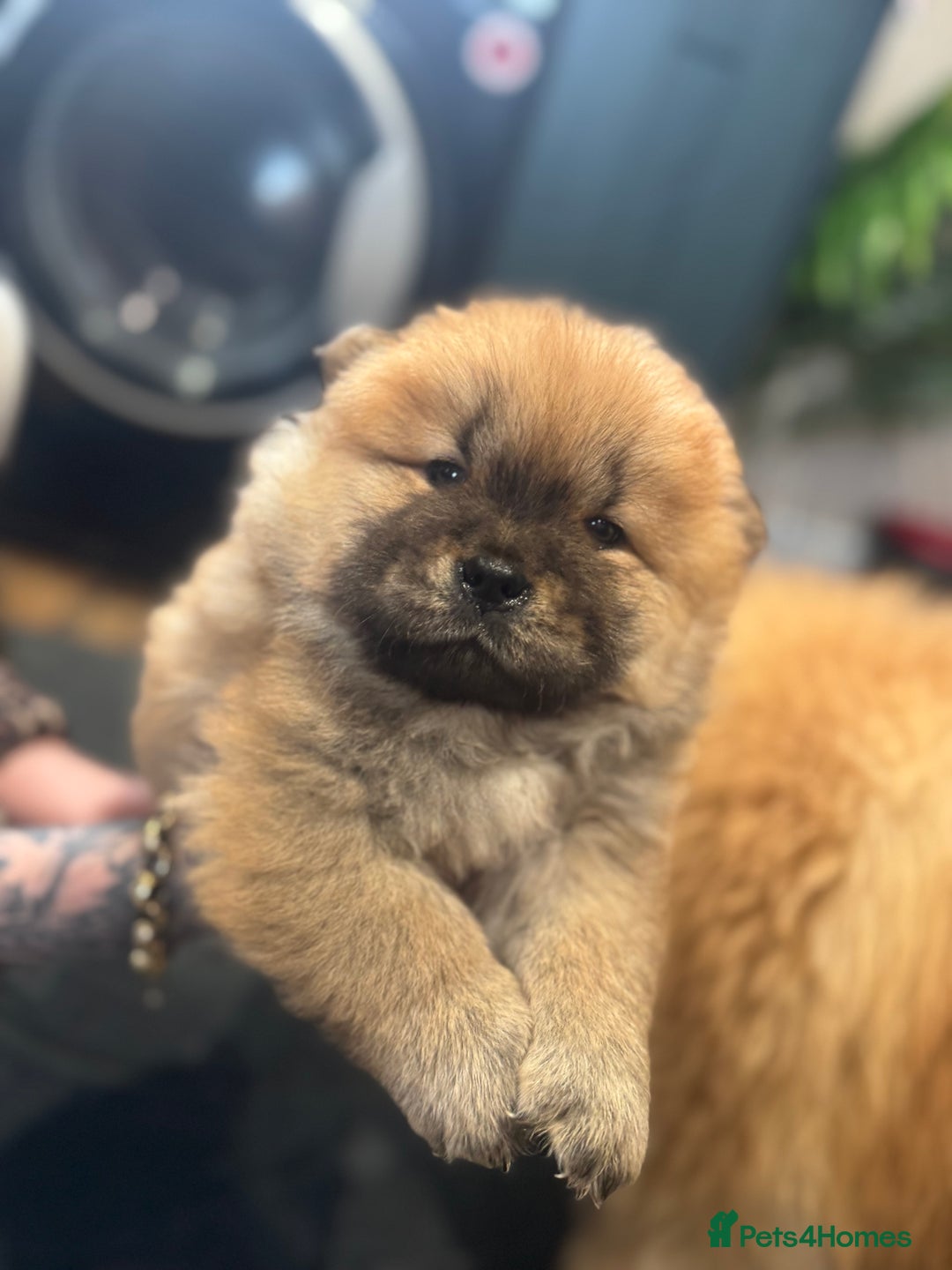 Chow Chow dogs for sale: CHOW CHOW PUPPIES  - Advert 2