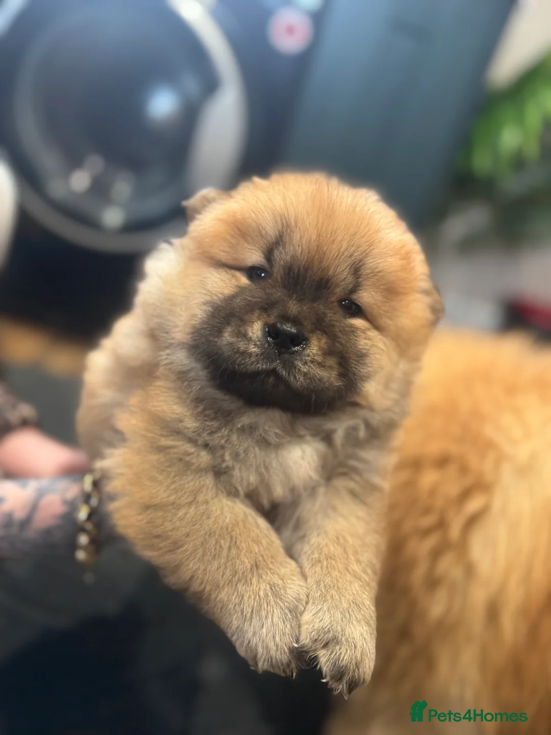 Chow Chow dogs for sale: CHOW CHOW PUPPIES  - Advert 2