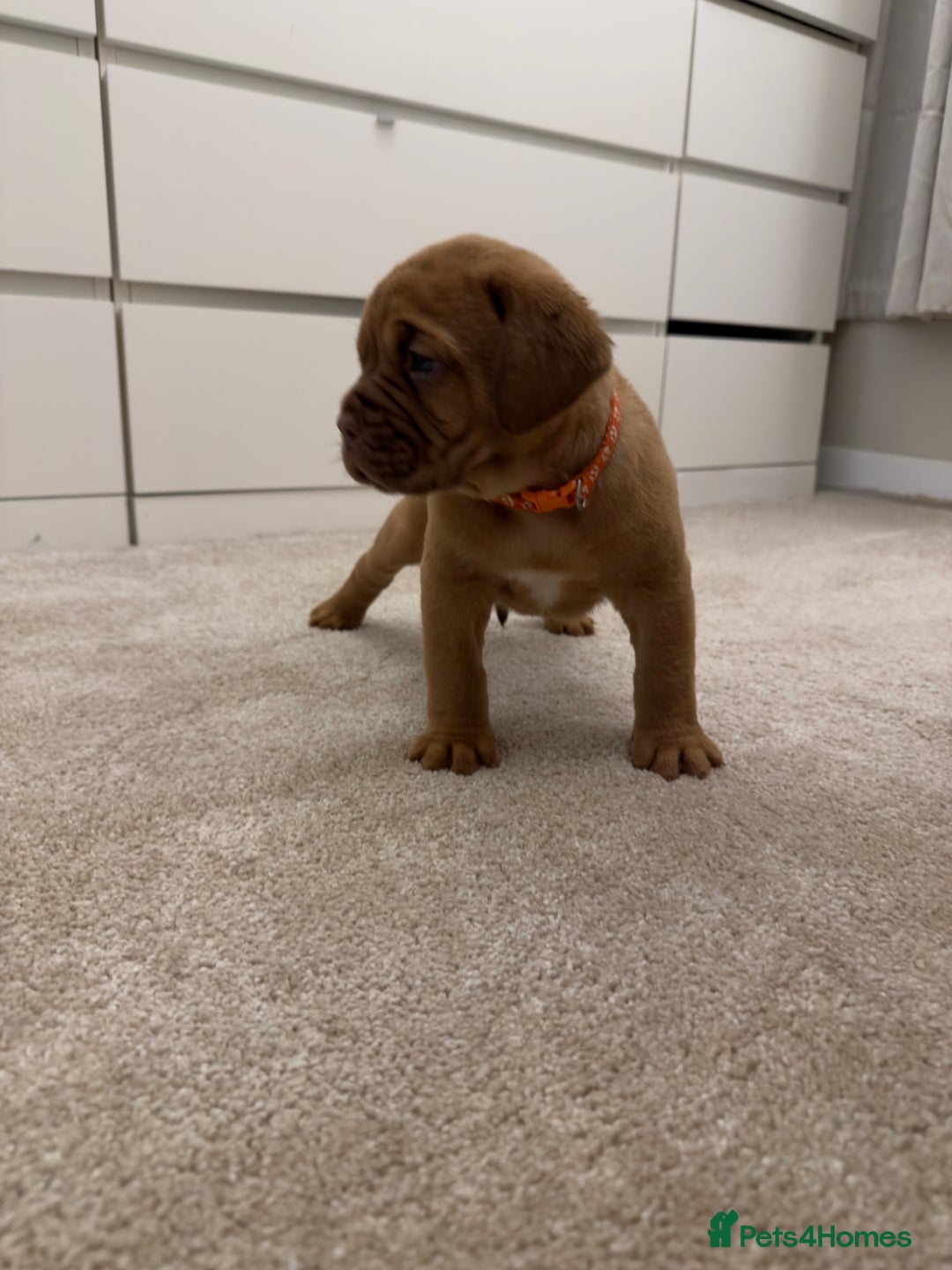 Dogue De Bordeaux dogs for sale: Beautiful Dogue De Bordeaux Puppies - Advert 2