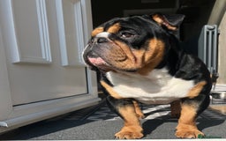 English Bulldog dogs for stud: Stud English Bulldog - Image 6