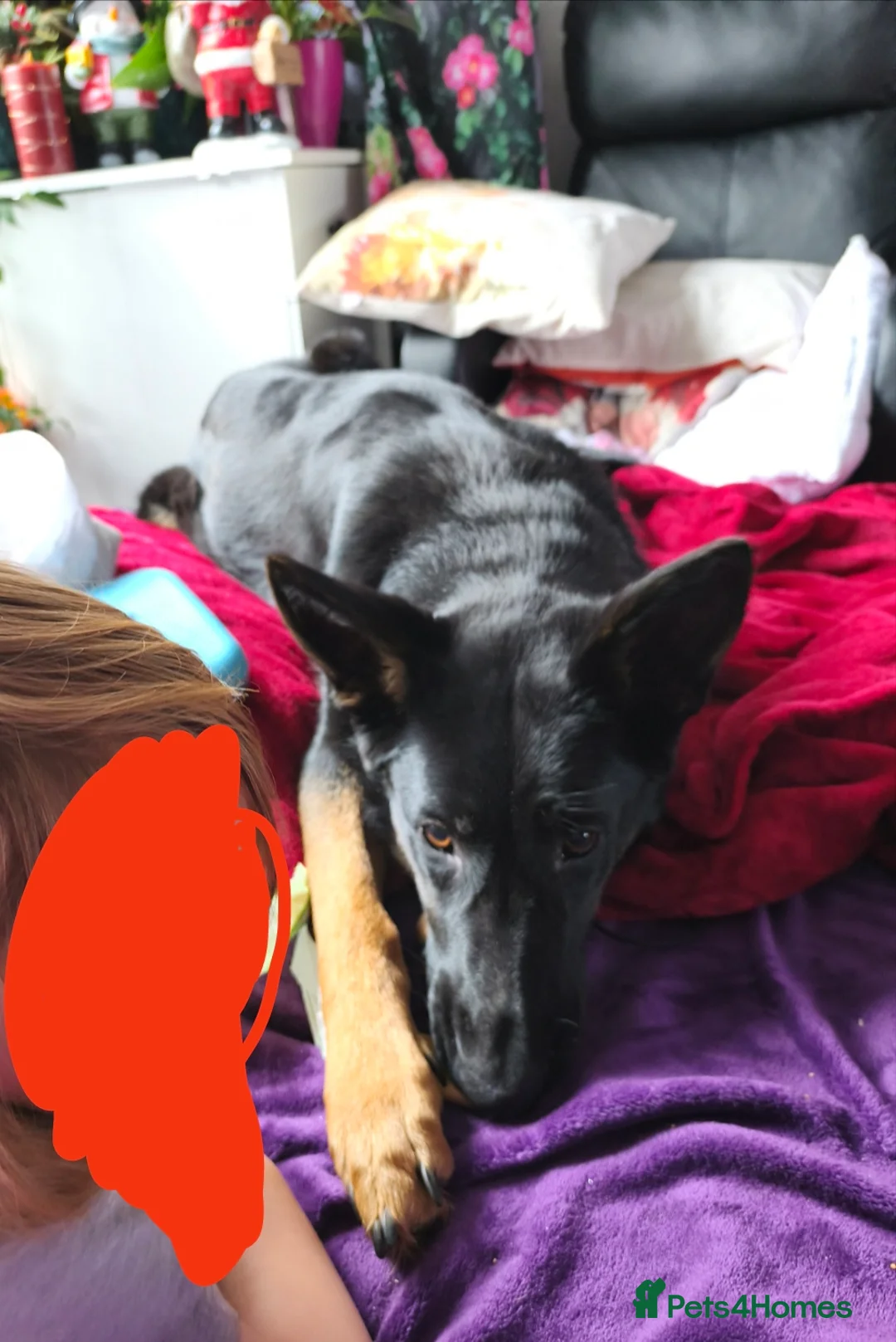 German Shepherd dogs for adoption: 2 Female German Shepherd's Alsatians duo pair - Advert 5