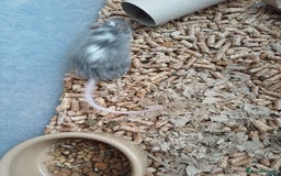 Mouse rodents for sale: 1 male and 4 female mice  - Image 3
